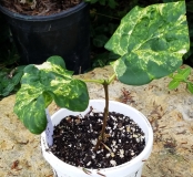 Dappled_Dawn_first_rooted_cutting_from_Payne_plant_3_20180518_MLD_MLD
