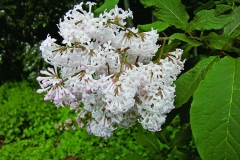 Dawn (Villosae Group)