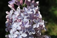 Dawn (vulgaris-Havemeyer)