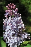 Dawn_vulgaris_Havemeyer_ZB_1
