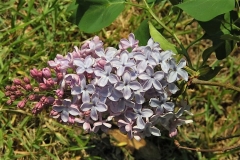 Dawn_vulgaris_Havemeyer_ZB_2