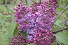 Dawn (vulgaris-Klager)
