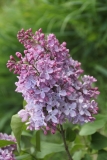 Dawn_2021_IP_dacha_TP_2