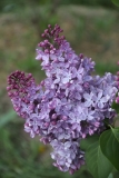 Dawn_2021_IP_dacha_TP_4