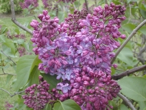 Dawn_vulgaris_Klager_2003_HP_MM__DM
