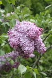 Dawn_vulgaris_Klager_2013_HP_TP_2