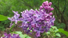 De_Miribel_201605_TA_BB_2