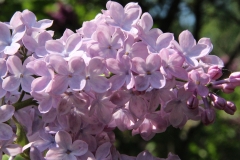 Decaisne_Main_BG_TP_1