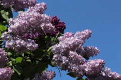Decaisne_Main_BG_TP_3