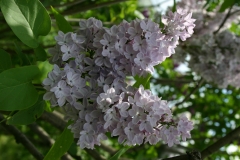 Decaisne_Main_BG_TP_4