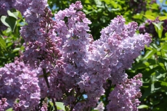 Decaisne__MSU_BG_TP_2