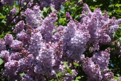 Decaisne__MSU_BG_TP_3