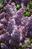 Decaisne__MSU_BG_TP_4