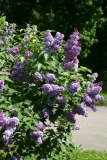 Decaisne__MSU_BG_TP_5