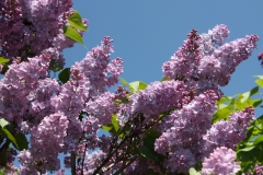 Decaisne__MSU_BG_TP_6