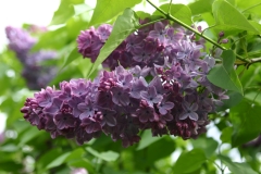 Decaisne__MSU_BG_TP_7