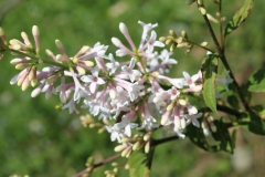 Densiflora