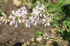 Densiflora_2018_JBN_NS_2