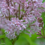 Densiflora_2019_LM_CF