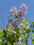 Descartes_20180501_MAA_MLD_6