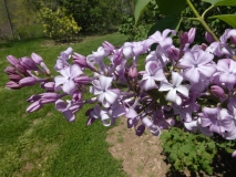Descartes_20180501_SRA_MLD_2