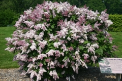 Desdemona_2004_RBG_CH_1