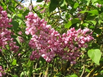 Deuil_dEmile_Galle_JBN_IO_3