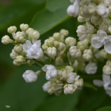 Dillia_2019_LM_CF