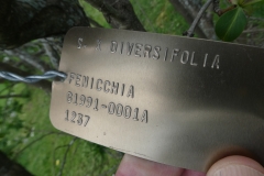 diversifolia(x)