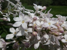 diversifoliax_201805_HP_MLD_1