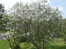 diversifoliax_201805_HP_MLD_3