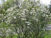 diversifoliax_201805_HP_MLD_4