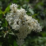 diversifoliax_ZB_1
