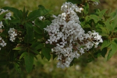 diversifoliax_ZB_2