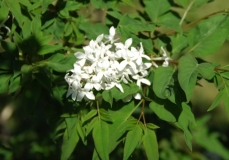 diversifoliax_ZB_3