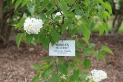 Dobeles_Meitene_2018_Dobele_NS_3