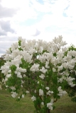 Dobeles_Meitene_IS_1