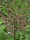 Dorcas_20240507_MLD_MLD