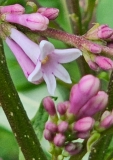 Dorcas_20240507_MLD_MLD_2