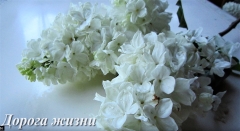 Doroga_Zhizni_TP_1