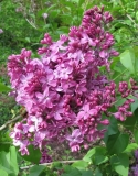 Dorothy_Ramsden_BP_2