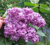 Dorothy_Ramsden_BP_3