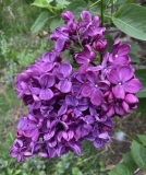 Dr_Brethour_202405_MA_JJM
