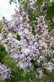 Dr._Maillot_2013_HP_TP__3