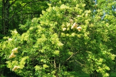 DTR 124 (Summer Charm)