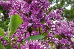 Duplex (chinensis)