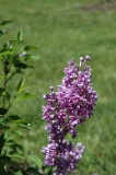 Duplex_20070614_MF_FM