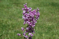 Duplex_20070614_MF_FM_1