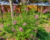 Duplex_20190423_MLD_MLD_1