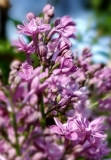Duplex_20190423_MLD_MLD_2